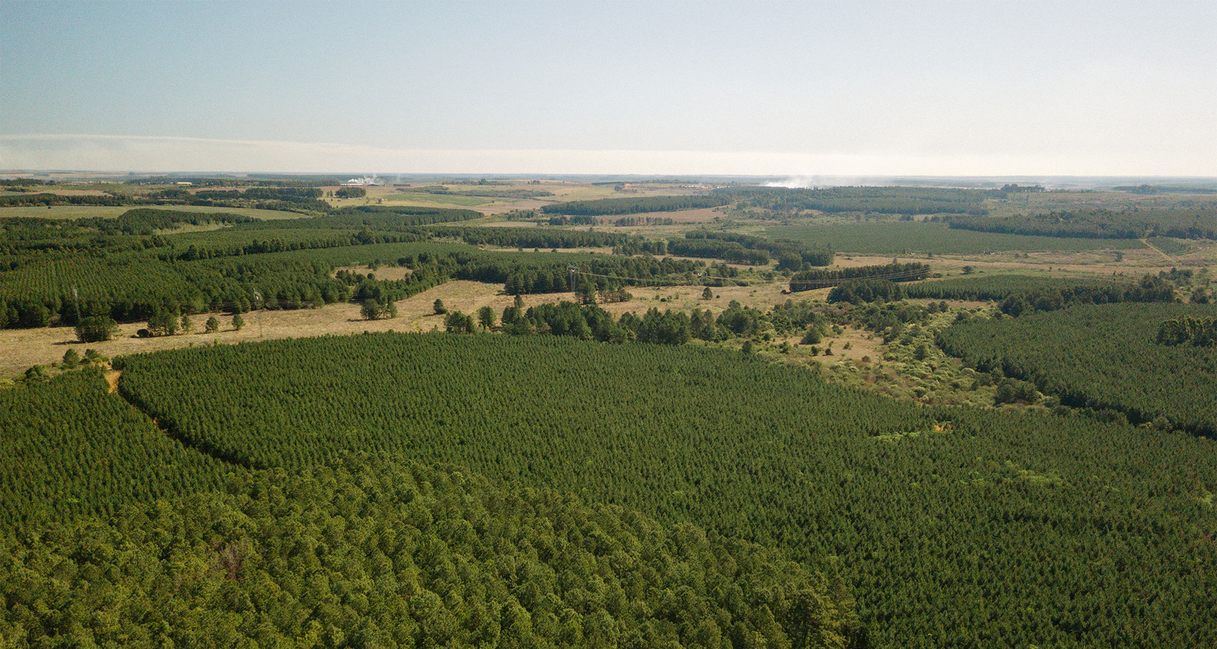 łańcuch dostaw produktów drewnianych z certyfikatem FSC